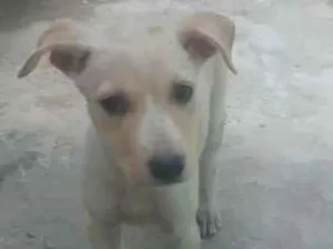 Cachorro raça vira-lata idade 2 a 6 meses nome peludinha 