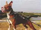 Cachorro raça SRD, aparenta pitbul idade 2 anos nome Gudhan