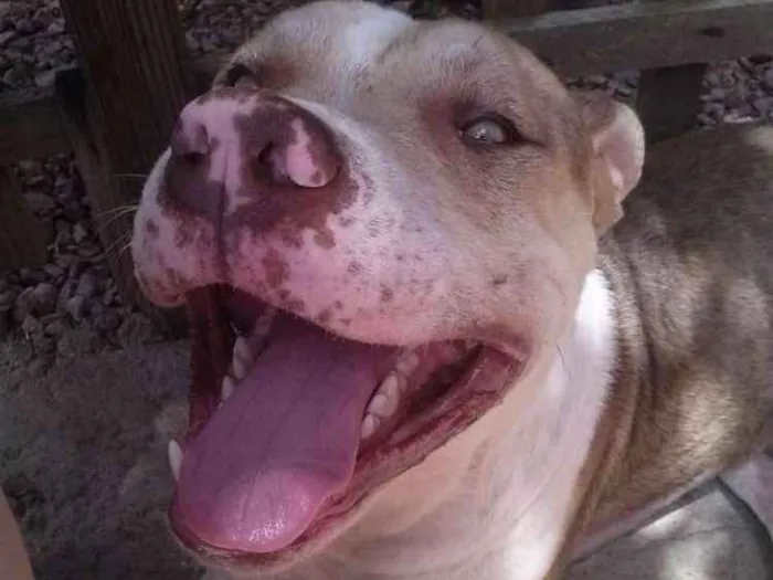 Cachorro ra a Pitbull idade 4 anos nome Apache