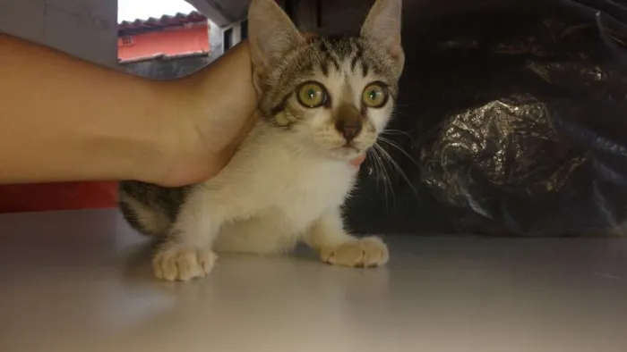 Gato ra a Viralata idade 2 a 6 meses nome Não tem