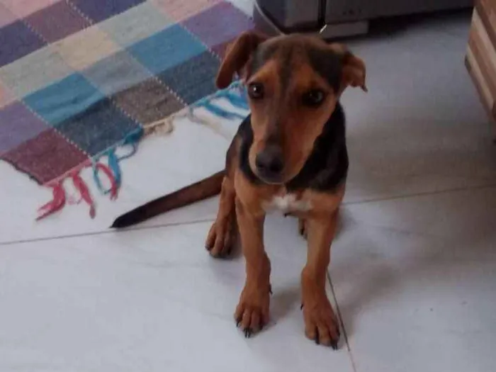 Cachorro raça Vira lata idade 2 a 6 meses nome Filo