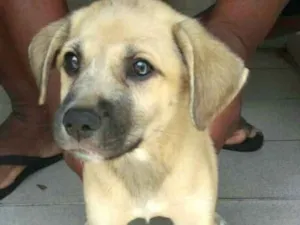 Cachorro raça  idade 2 a 6 meses nome Eros 