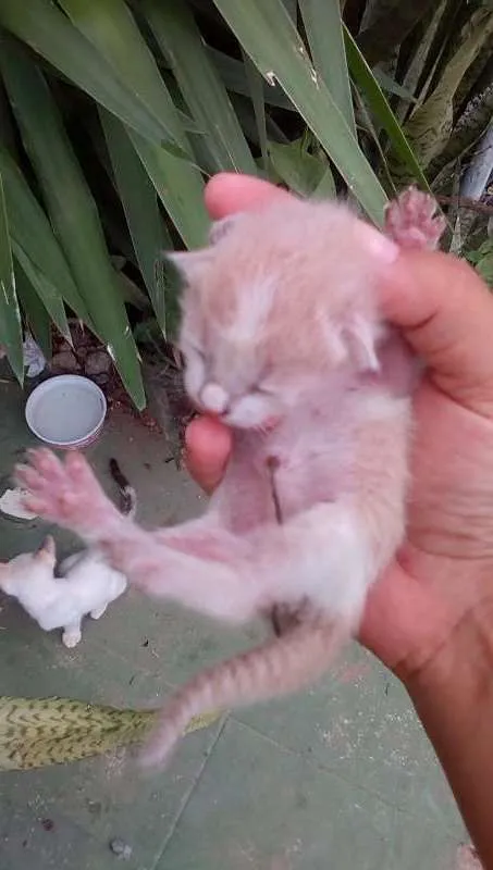 Gato ra a Não sei idade Abaixo de 2 meses nome Sem