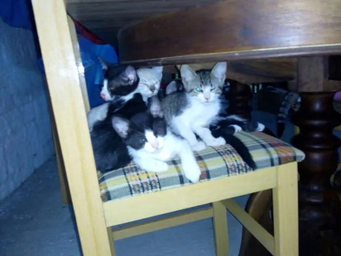 Gato ra a Indefinida idade Abaixo de 2 meses nome Super