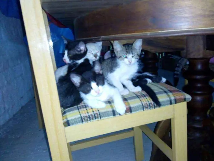 Gato ra a Indefinida idade Abaixo de 2 meses nome Super