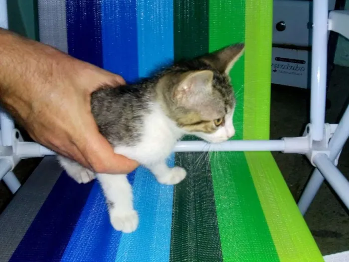 Gato ra a Indefinida idade Abaixo de 2 meses nome Super