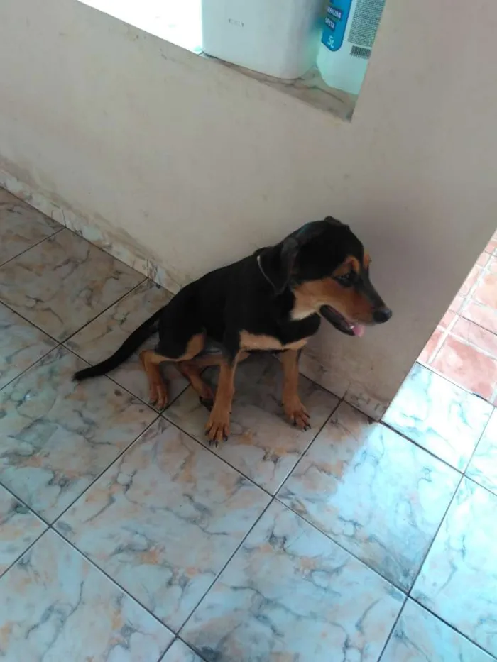 Cachorro raça Hotwelleir com vira lata  idade 2 a 6 meses nome Cindy
