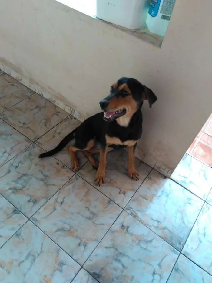 Cachorro raça Hotwelleir com vira lata  idade 2 a 6 meses nome Cindy