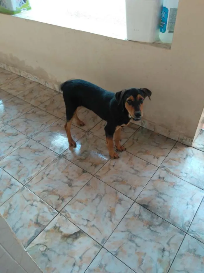 Cachorro raça Hotwelleir com vira lata  idade 2 a 6 meses nome Cindy