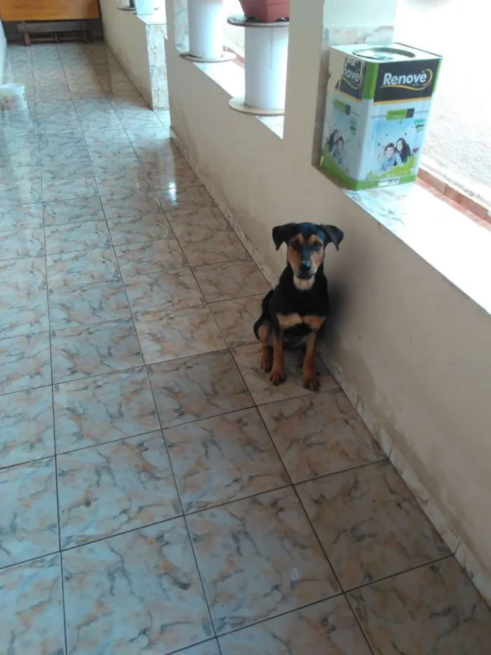 Cachorro raça Hotwelleir com vira lata  idade 2 a 6 meses nome Cindy