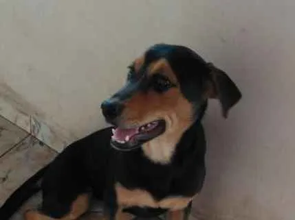 Cachorro raça Hotwelleir com vira lata  idade 2 a 6 meses nome Cindy
