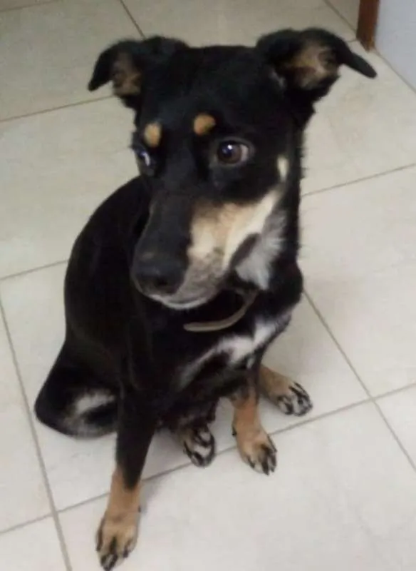 Cachorro ra a srd idade 1 ano nome Jade