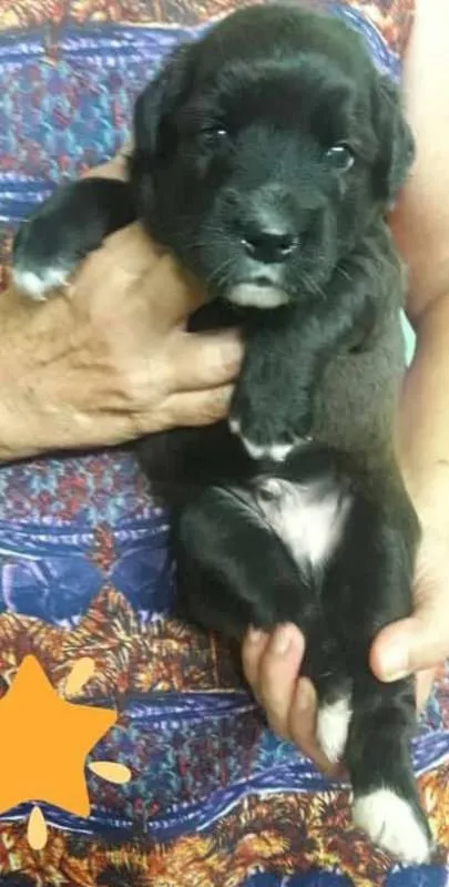 Cachorro ra a srd idade Abaixo de 2 meses nome Fly