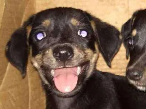 Cachorro raça Misturado idade Abaixo de 2 meses nome Vc escolhe