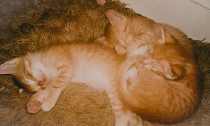 Gato ra a SRD idade Abaixo de 2 meses nome SN