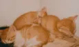 SN