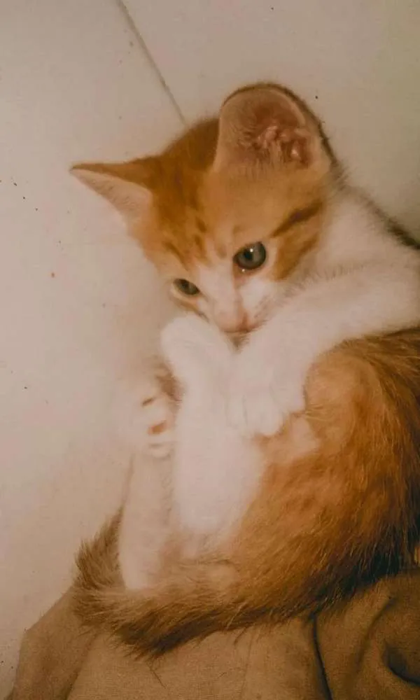 Gato ra a SRD idade Abaixo de 2 meses nome SN