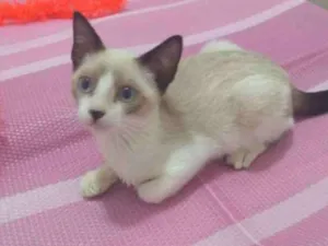 Gato raça SRD/siamês idade 2 a 6 meses nome Whisky