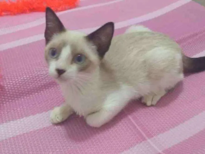 Gato ra a SRD/siamês idade 2 a 6 meses nome Whisky