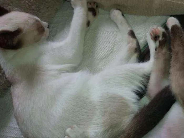 Gato ra a SRD/siamês idade 2 a 6 meses nome Whisky