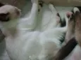 Whisky