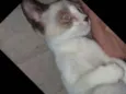 Whisky
