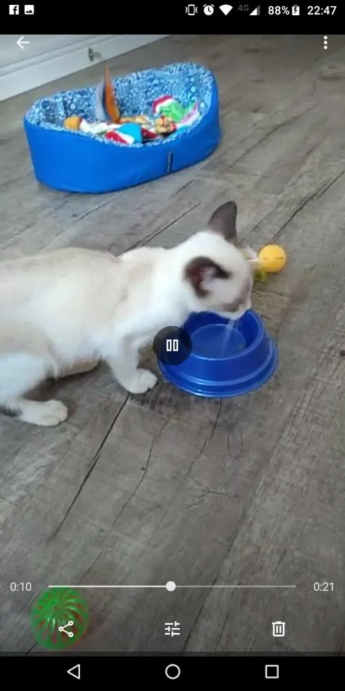 Gato ra a SRD/siamês idade 2 a 6 meses nome Whisky