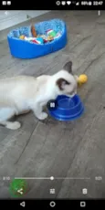 Whisky