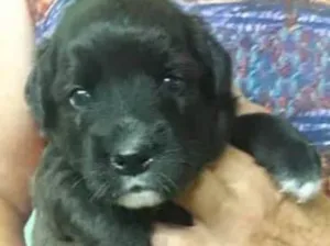 Cachorro raça srd idade Abaixo de 2 meses nome Fly