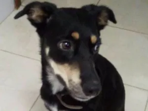 Cachorro raça srd idade 1 ano nome Jade