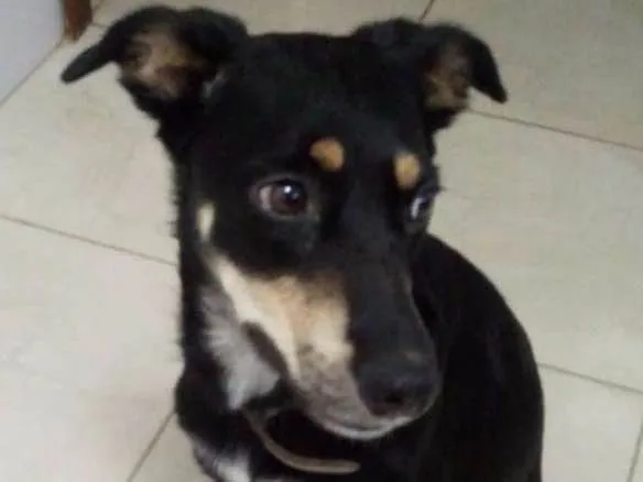 Cachorro ra a srd idade 1 ano nome Jade