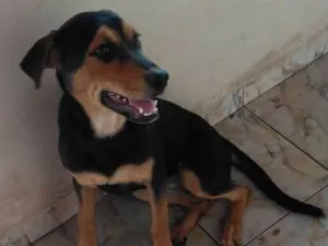 Cachorro raça Hotwelleir com vira lata  idade 2 a 6 meses nome Cindy