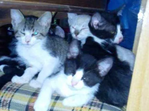 Gato ra a Indefinida idade Abaixo de 2 meses nome Super