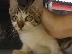 Gato raça Viralata idade 2 a 6 meses nome Não tem