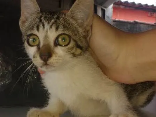 Gato ra a Viralata idade 2 a 6 meses nome Não tem