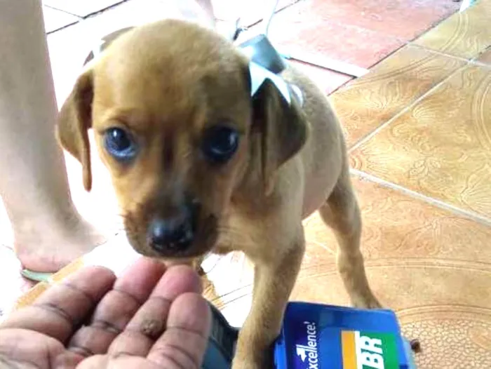 Cachorro ra a Vira lata pequeno porte idade Abaixo de 2 meses nome Cão filhote