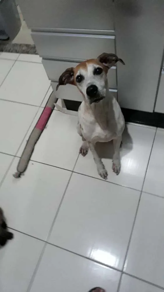 Cachorro ra a Mestiça fila idade 5 anos nome Dara