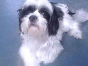 Cachorro raça Schtizu  idade 1 ano nome Nike