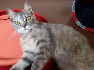 Gato raça srd idade 2 a 6 meses nome Nina