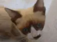 Linda Gatinha