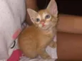não tem