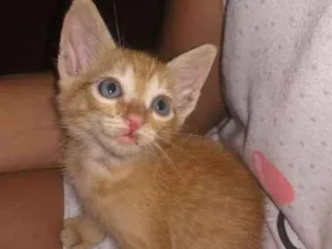 Gato raça SRD idade Abaixo de 2 meses nome não tem 