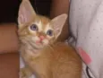 não tem
