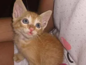 Gato raça SRD idade Abaixo de 2 meses nome não tem 