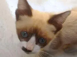Gato raça  idade 2 a 6 meses nome Linda Gatinha 