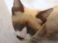 Linda Gatinha