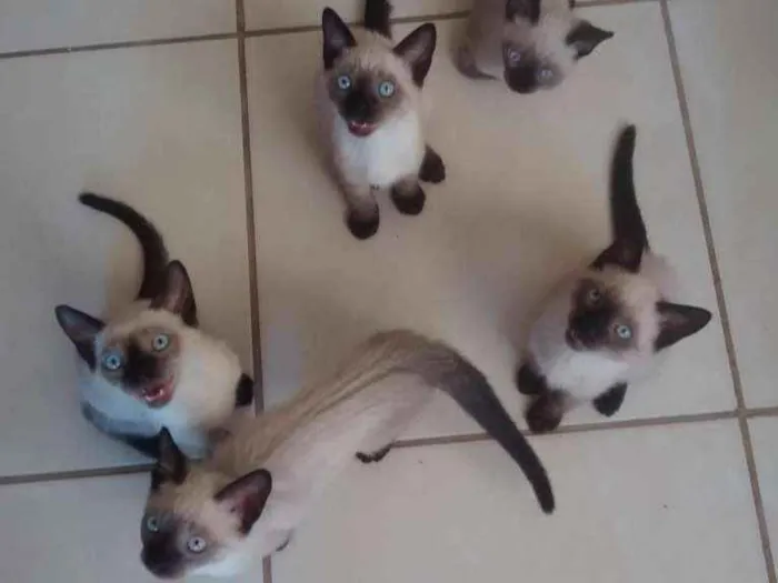 Gato ra a Siamês idade 2 a 6 meses nome não tem nome
