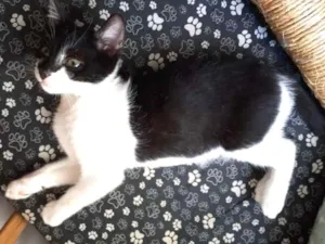 Gato raça srd idade 2 a 6 meses nome Marrie