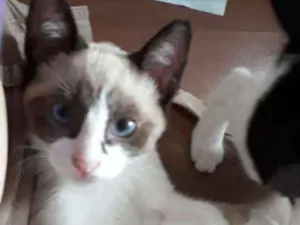 Gato raça srd idade 2 a 6 meses nome Catarina 