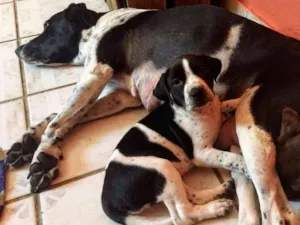 Cachorro raça  idade 2 a 6 meses nome Lupyta